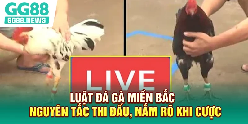 Luật Đá Gà Miền Bắc