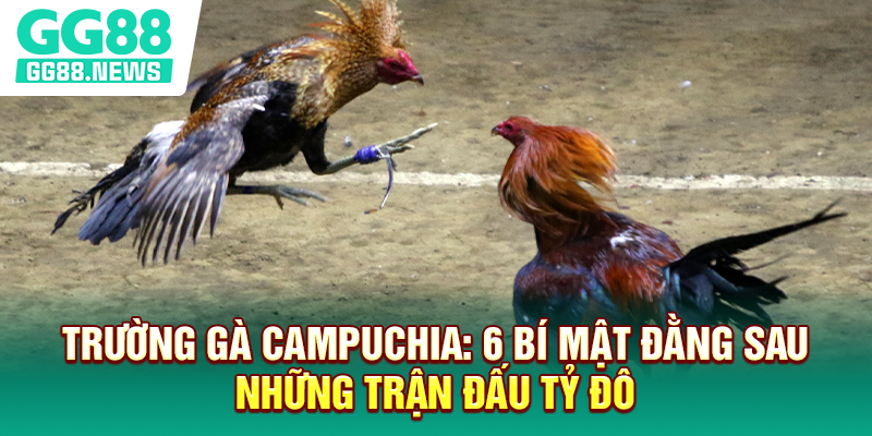 Trường Gà Campuchia