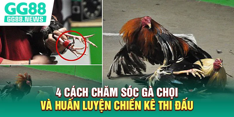 4 Cách Chăm Sóc Gà Chọi Và Huấn Luyện Chiến Kê Thi Đấu