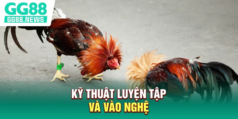 Kỹ thuật luyện tập và vào nghệ