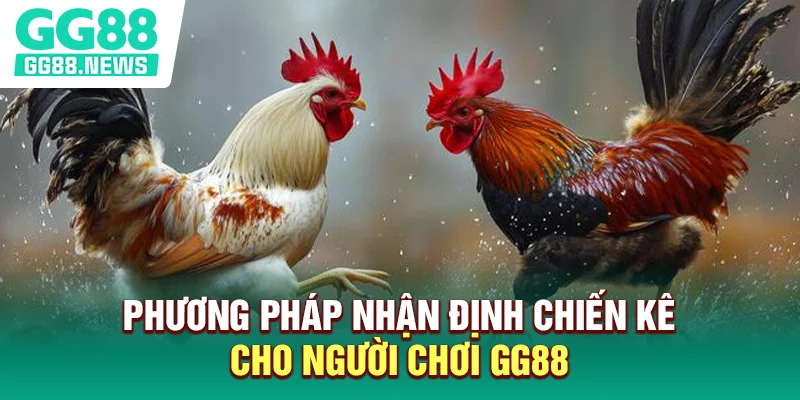 Phương pháp nhận định chiến kê cho người chơi GG88